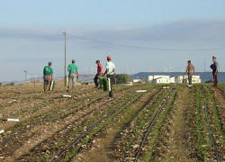 Người lao động đang tham gia vào dây chuyền sản xuất nông sản  (ANSA)
